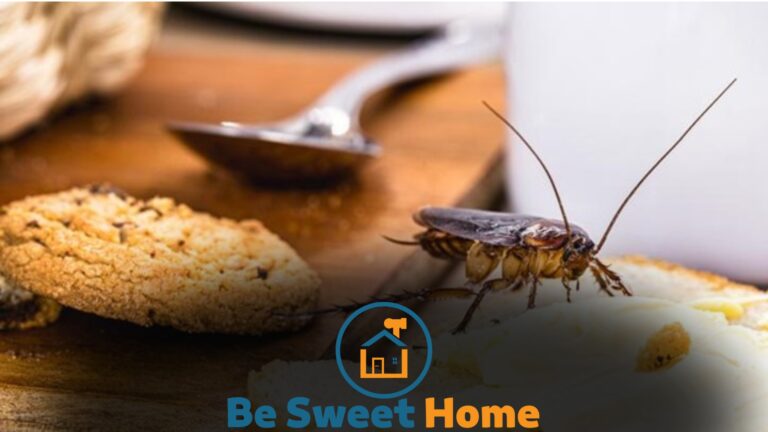 What to Do If You See a Cockroach in Your Kitchen