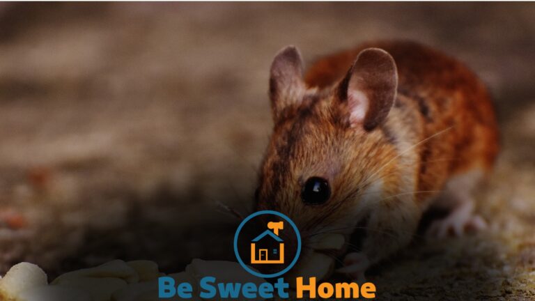 What to Do If You See a Mouse in Your Kitchen